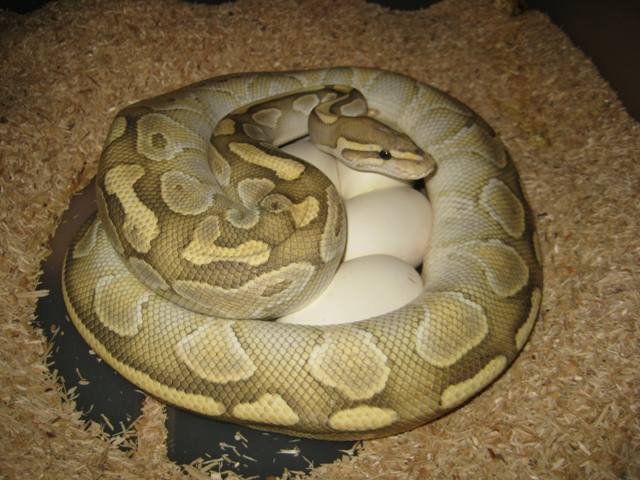 www.snakeguy.de - Captive Bred Corn Snakes, Ball Pythons, Boas